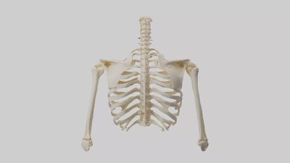 3D model Human Shoulder Skeleton model VR / AR / low-poly