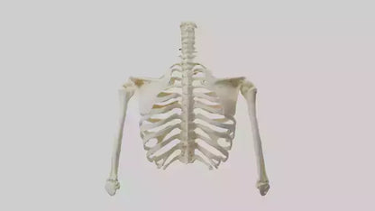 3D model Human Shoulder Skeleton model VR / AR / low-poly