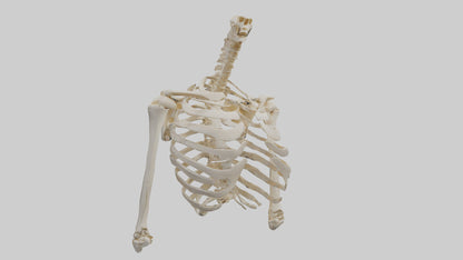 3D model Human Shoulder Skeleton model VR / AR / low-poly