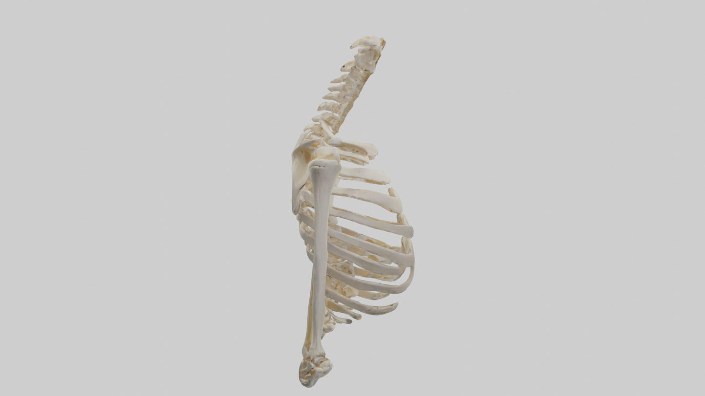 3D model Human Shoulder Skeleton model VR / AR / low-poly