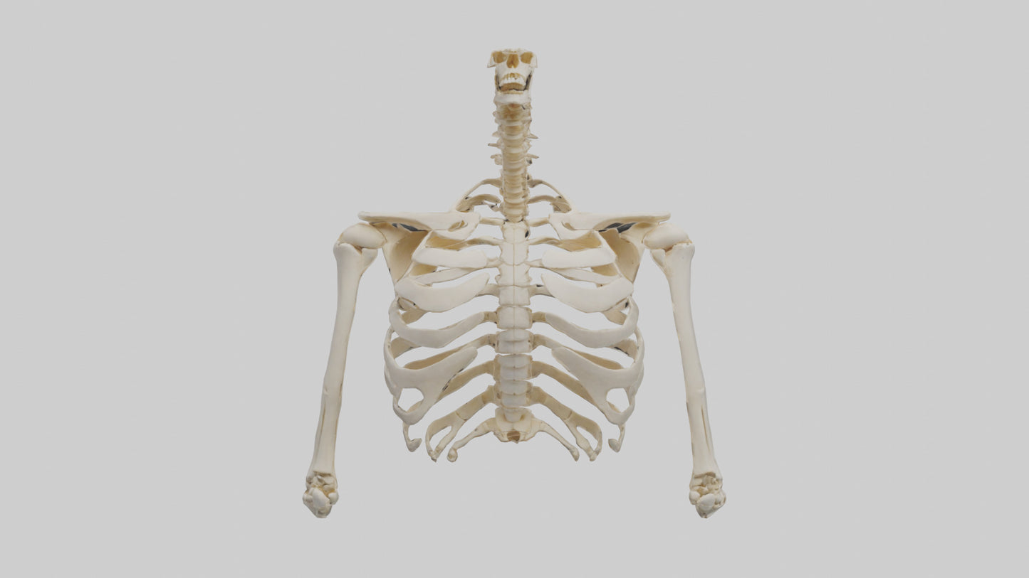 3D model Human Shoulder Skeleton model VR / AR / low-poly