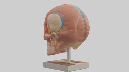 3D model Human Sinus Model VR / AR / low-poly