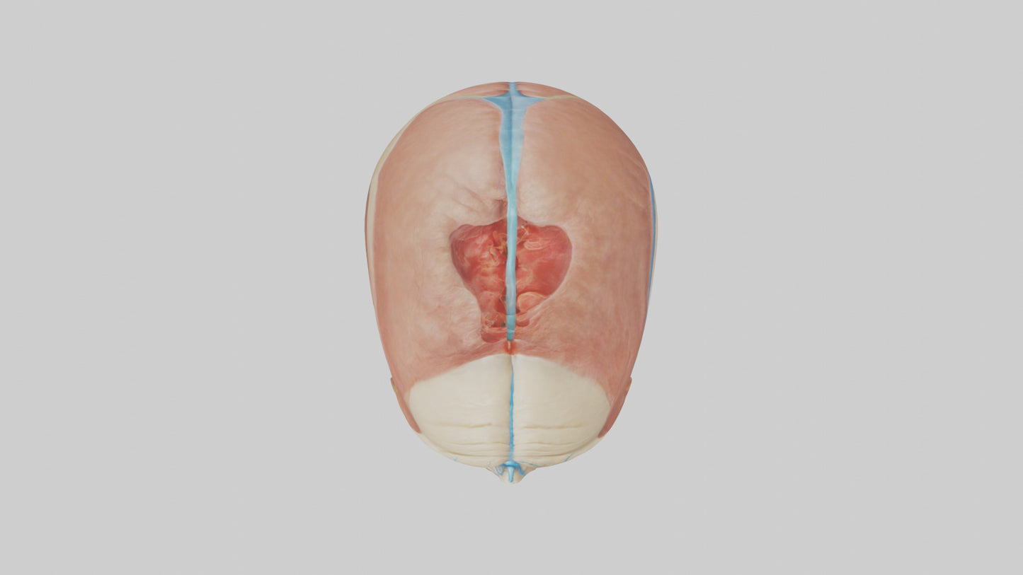 3D model Human Sinus Model VR / AR / low-poly