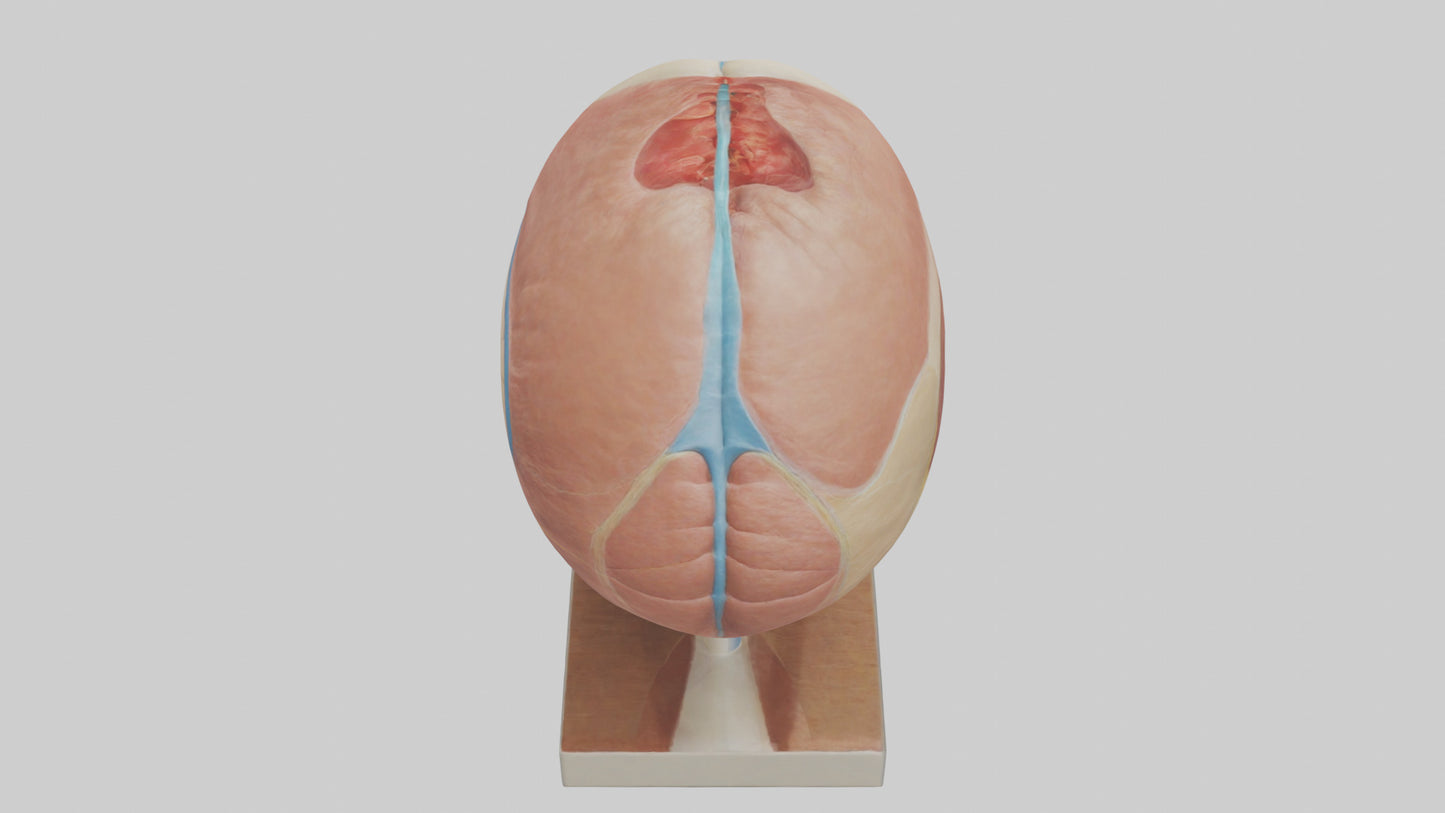 3D model Human Sinus Model VR / AR / low-poly