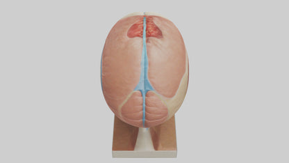 3D model Human Sinus Model VR / AR / low-poly