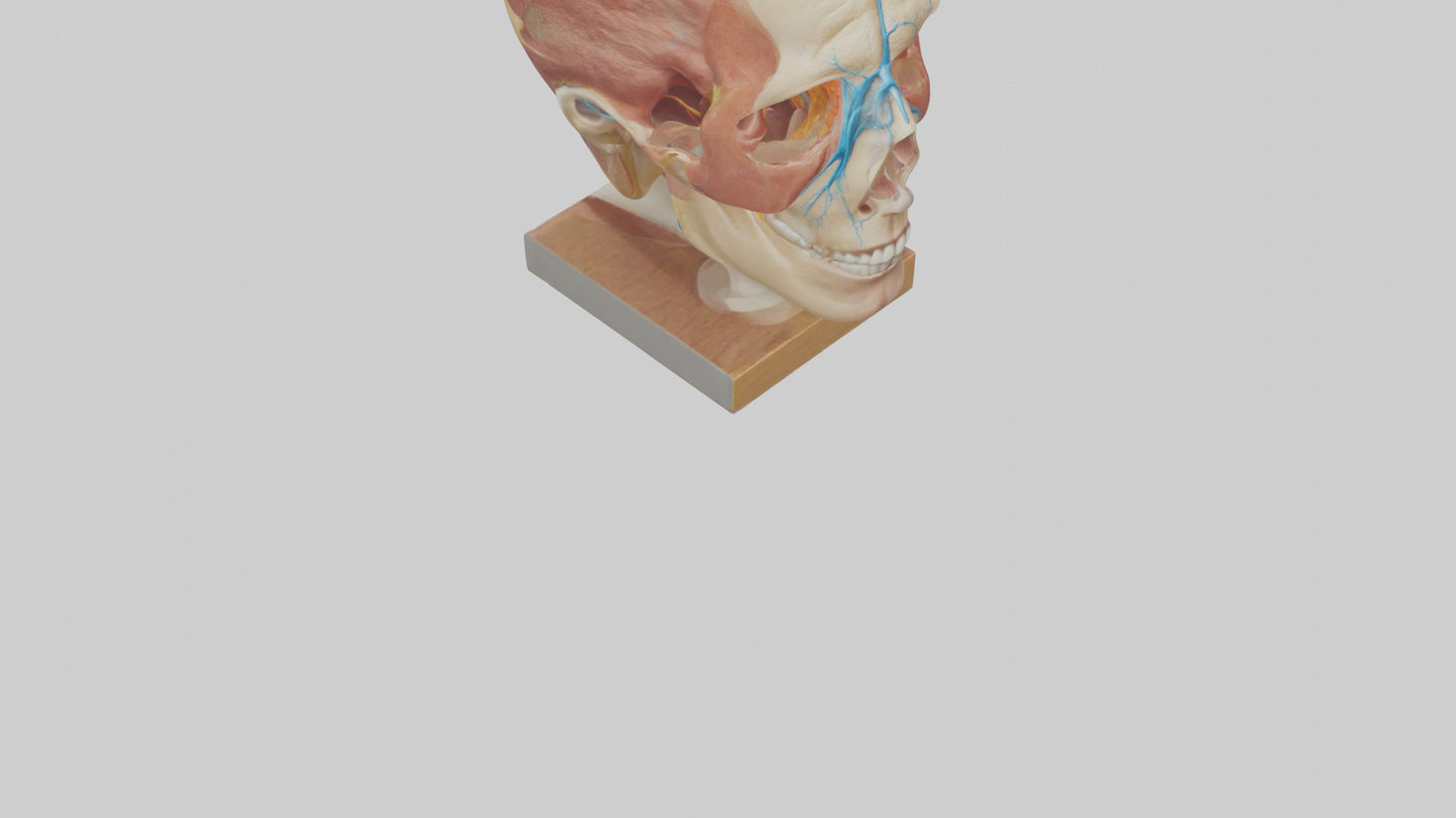 3D model Human Sinus Model VR / AR / low-poly