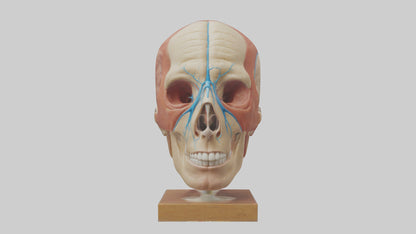 3D model Human Sinus Model VR / AR / low-poly