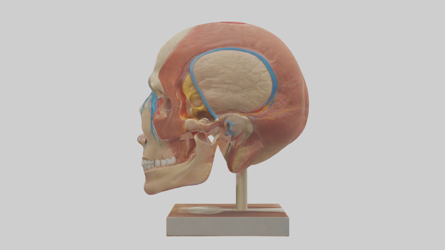 3D model Human Sinus Model VR / AR / low-poly