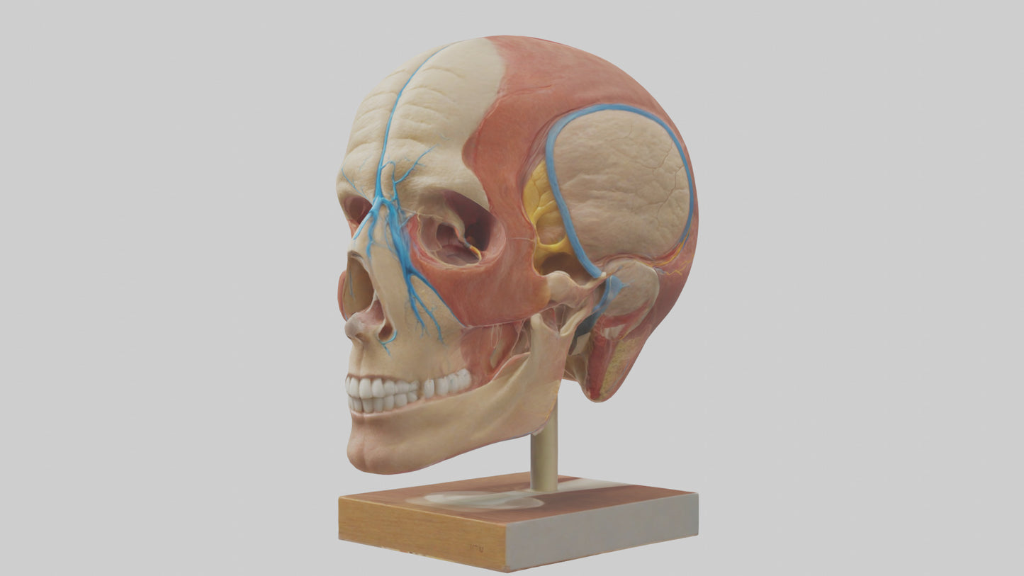 3D model Human Sinus Model VR / AR / low-poly