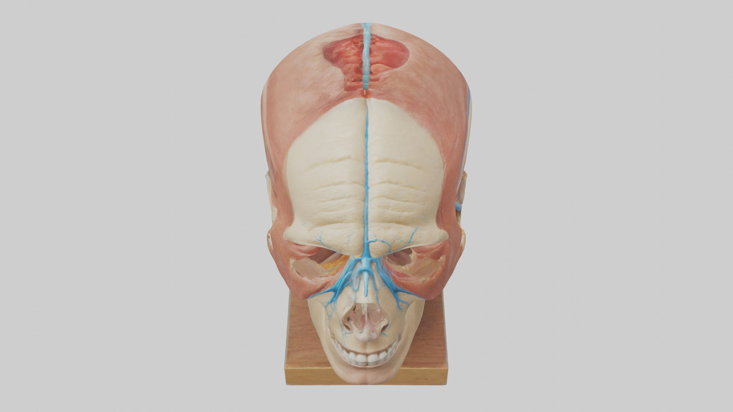 3D model Human Sinus Model VR / AR / low-poly