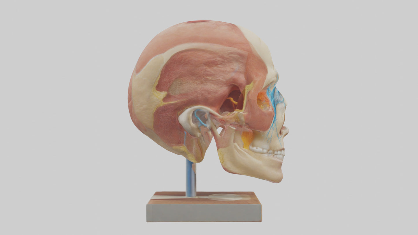 3D model Human Sinus Model VR / AR / low-poly