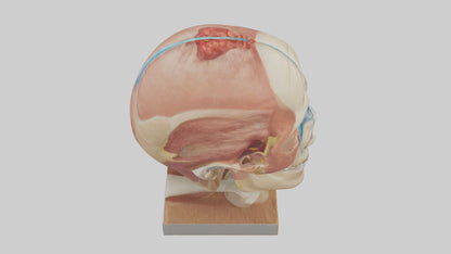 3D model Human Sinus Model VR / AR / low-poly