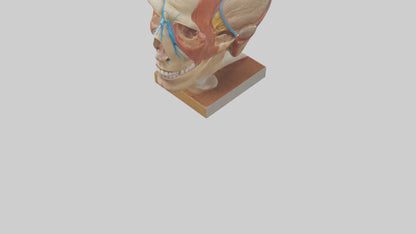 3D model Human Sinus Model VR / AR / low-poly