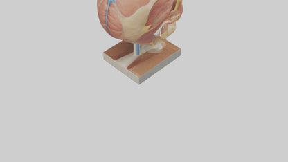 3D model Human Sinus Model VR / AR / low-poly
