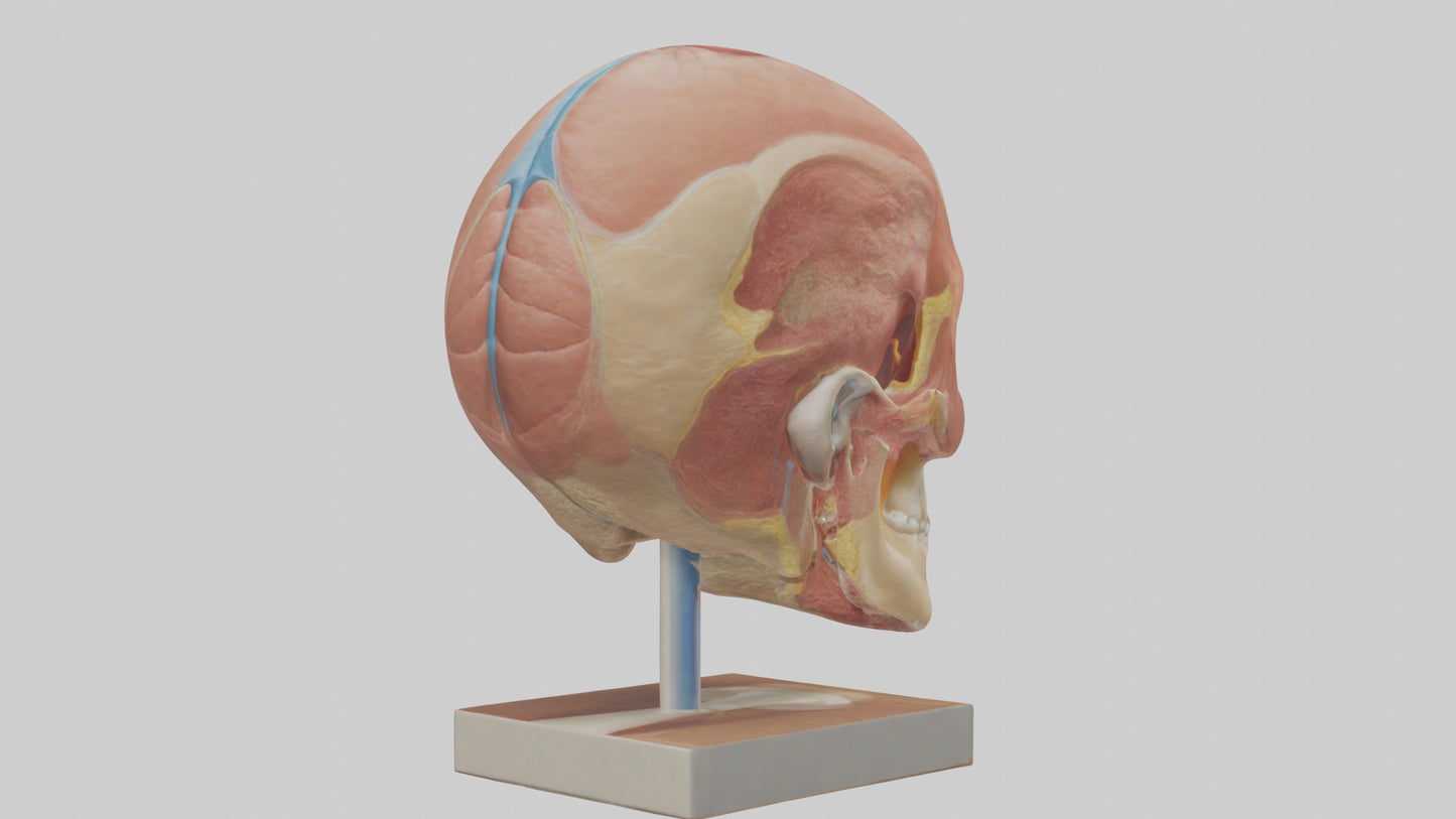 3D model Human Sinus Model VR / AR / low-poly