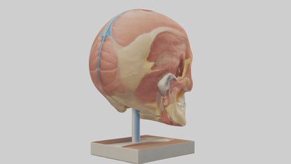 3D model Human Sinus Model VR / AR / low-poly