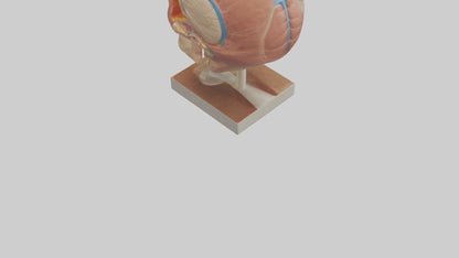3D model Human Sinus Model VR / AR / low-poly