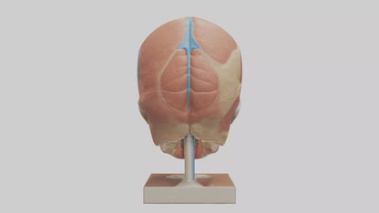 3D model Human Sinus Model VR / AR / low-poly