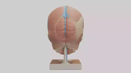3D model Human Sinus Model VR / AR / low-poly