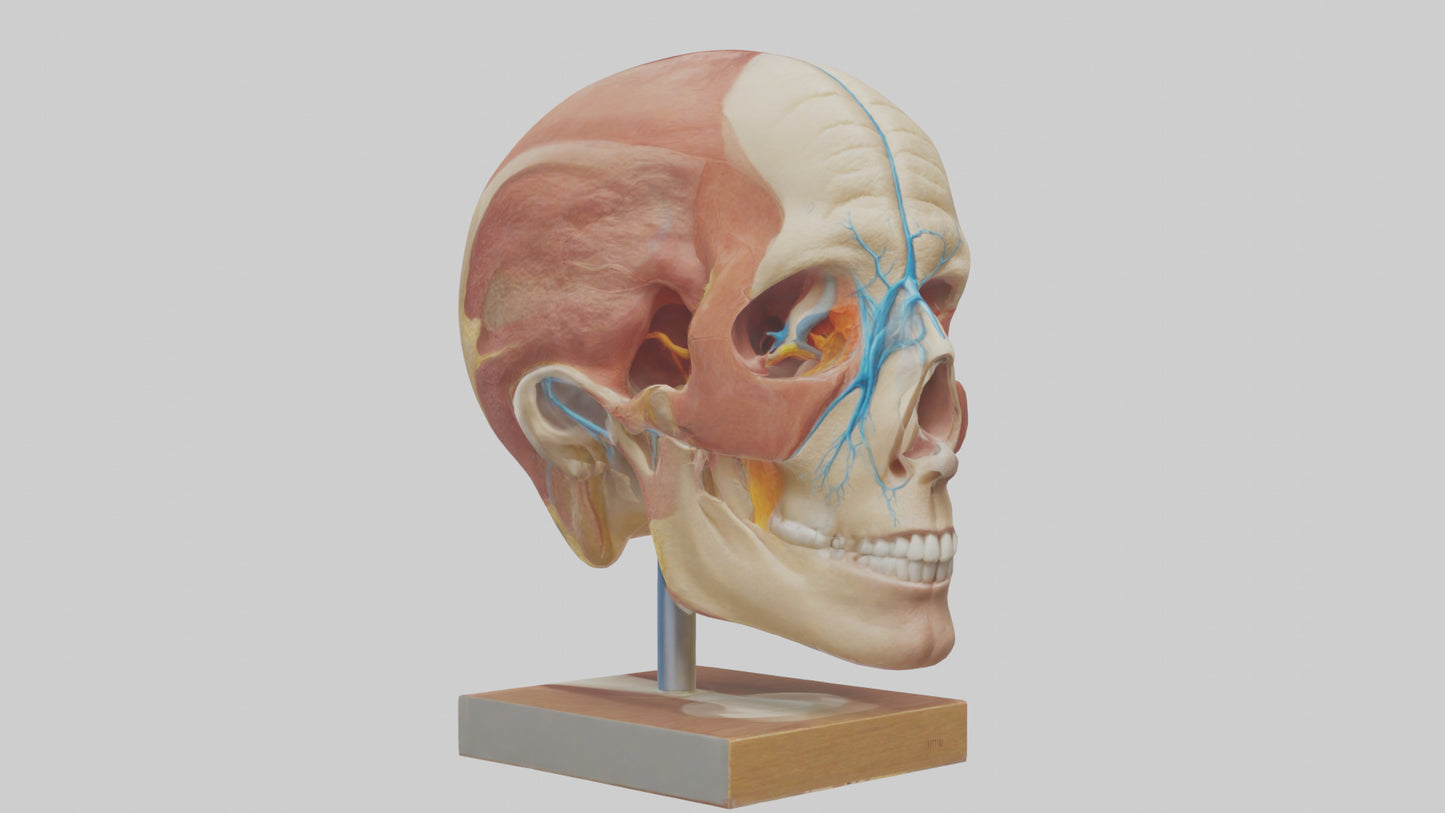 3D model Human Sinus Model VR / AR / low-poly