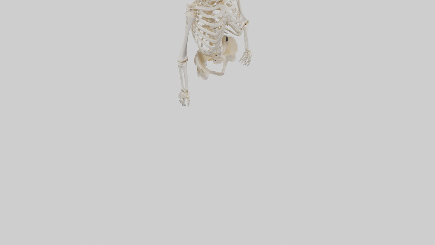 3D model Human Skeleton model VR / AR / low-poly