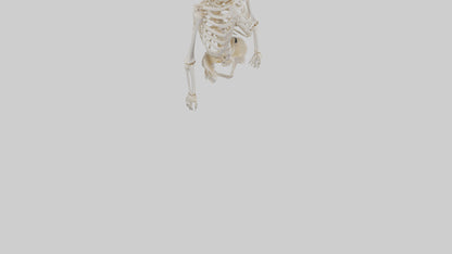 3D model Human Skeleton model VR / AR / low-poly