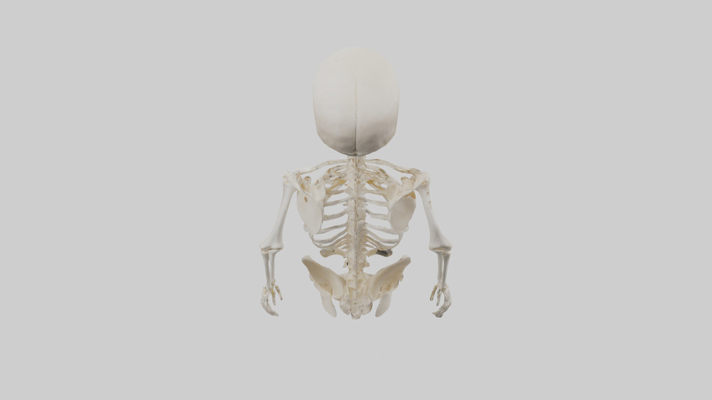 3D model Human Skeleton model VR / AR / low-poly