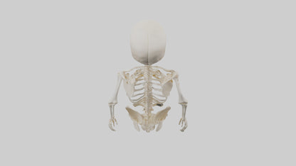 3D model Human Skeleton model VR / AR / low-poly