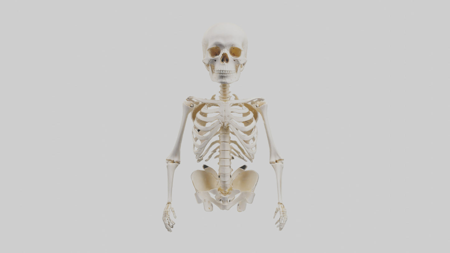 3D model Human Skeleton model VR / AR / low-poly