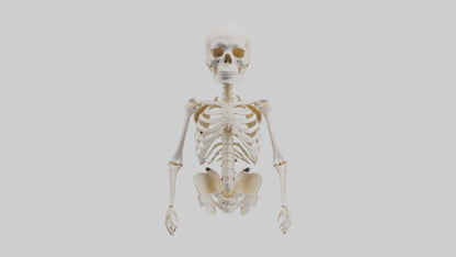 3D model Human Skeleton model VR / AR / low-poly