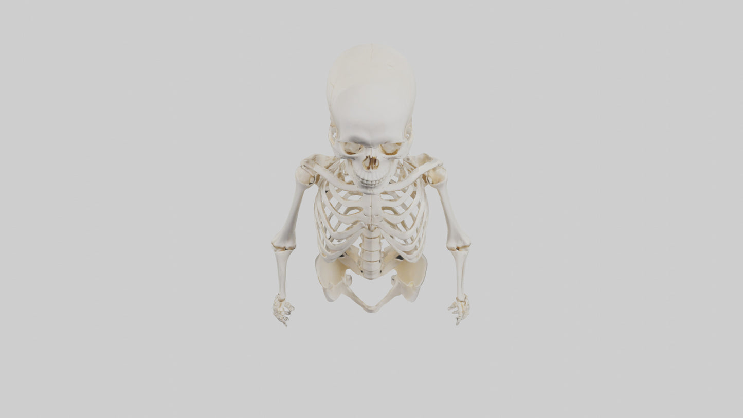 3D model Human Skeleton model VR / AR / low-poly