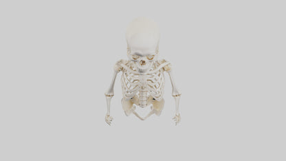 3D model Human Skeleton model VR / AR / low-poly