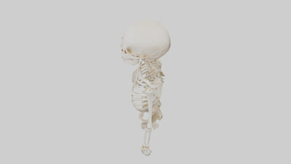 3D model Human Skeleton model VR / AR / low-poly