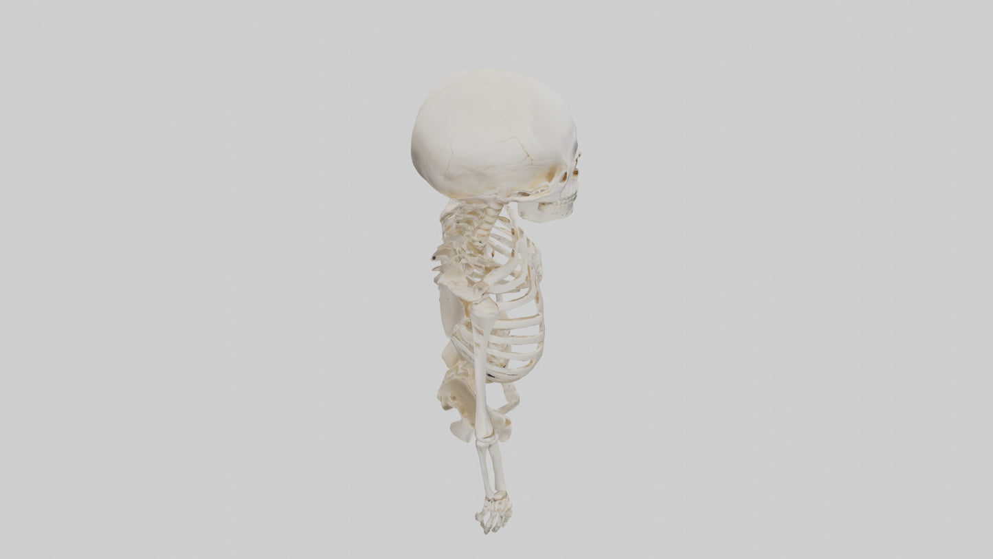 3D model Human Skeleton model VR / AR / low-poly