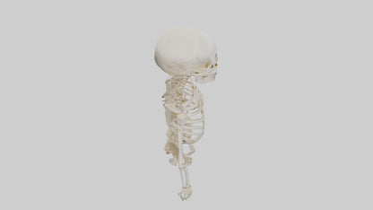 3D model Human Skeleton model VR / AR / low-poly