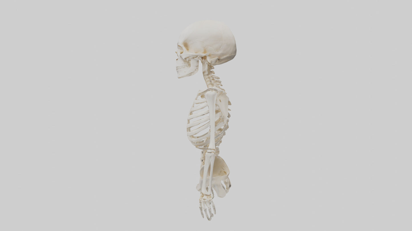 3D model Human Skeleton model VR / AR / low-poly