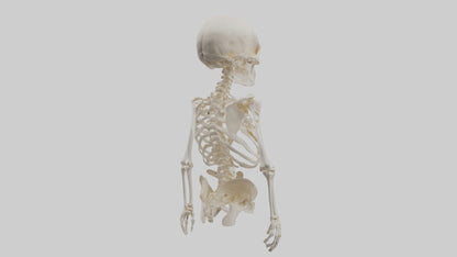 3D model Human Skeleton model VR / AR / low-poly