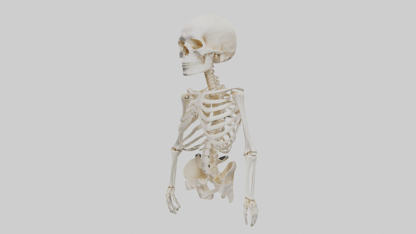 3D model Human Skeleton model VR / AR / low-poly