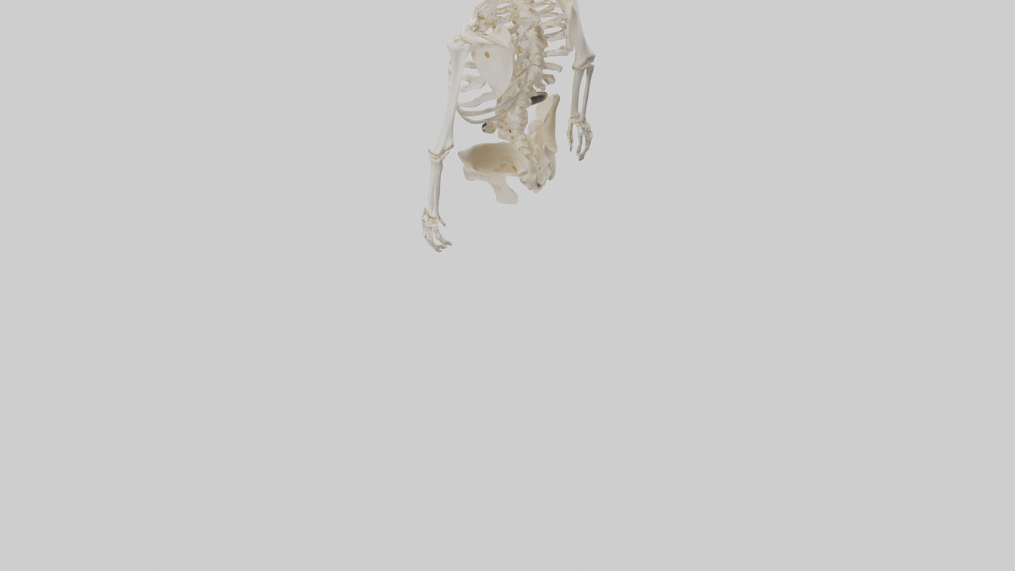3D model Human Skeleton model VR / AR / low-poly