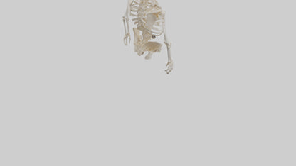 3D model Human Skeleton model VR / AR / low-poly