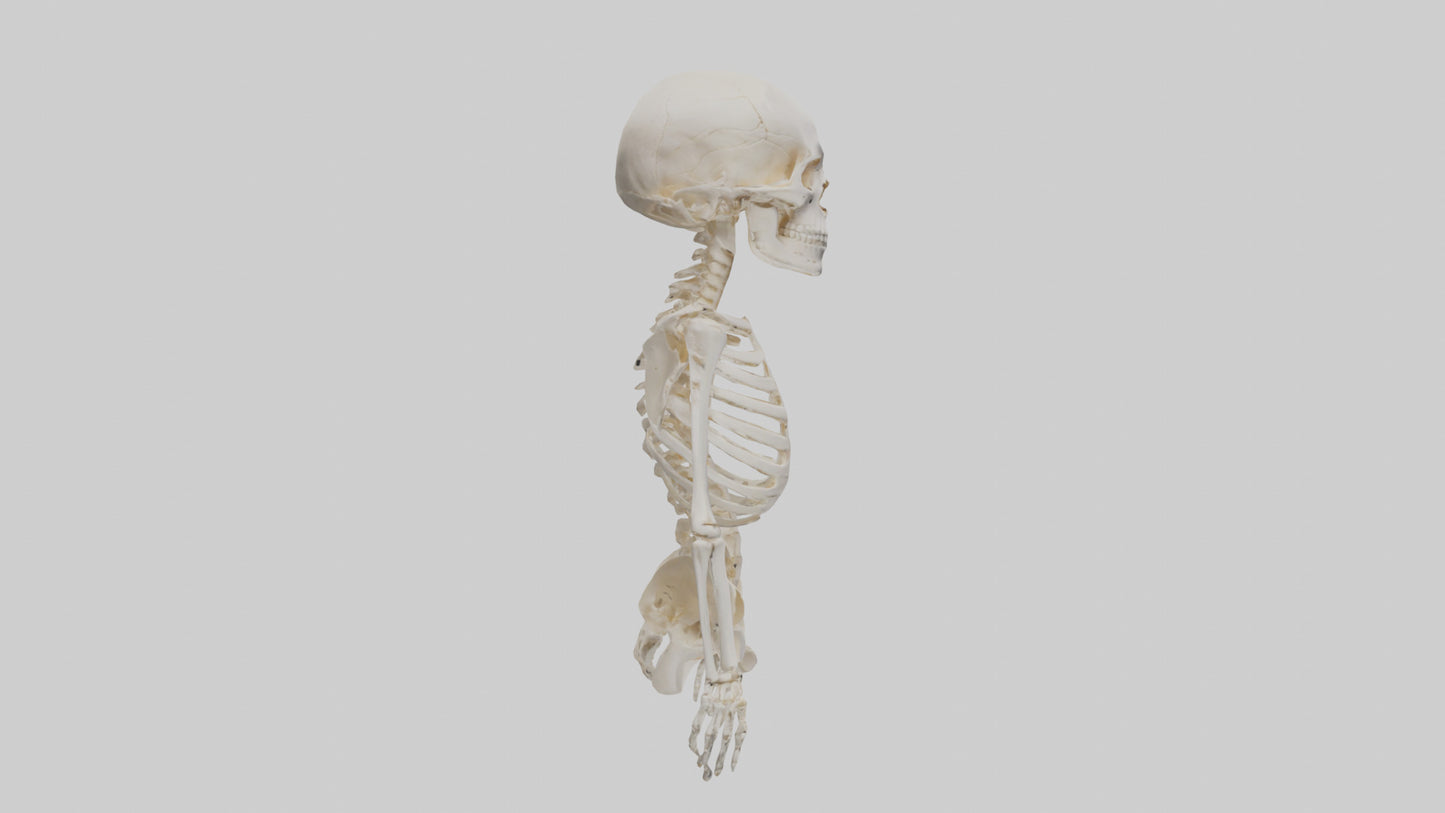 3D model Human Skeleton model VR / AR / low-poly