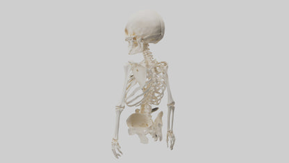 3D model Human Skeleton model VR / AR / low-poly