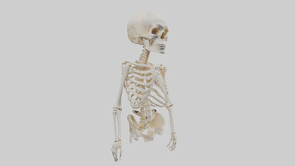 3D model Human Skeleton model VR / AR / low-poly