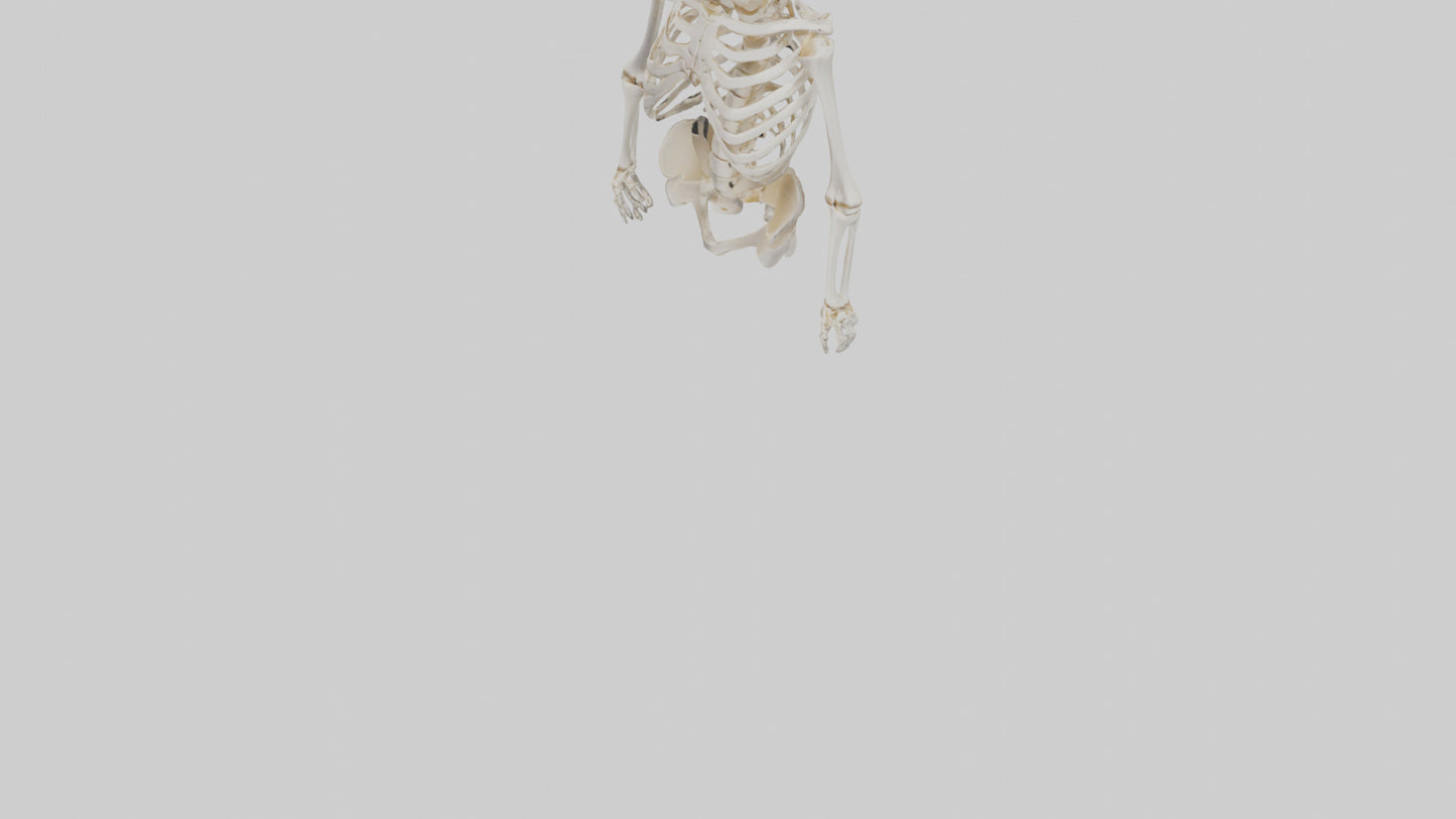 3D model Human Skeleton model VR / AR / low-poly