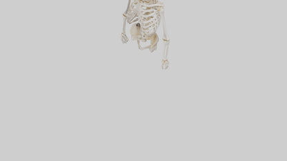 3D model Human Skeleton model VR / AR / low-poly