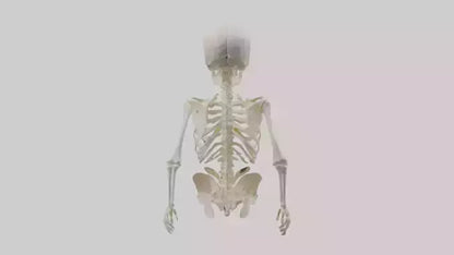 3D model Human Skeleton model VR / AR / low-poly