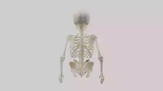 3D model Human Skeleton model VR / AR / low-poly