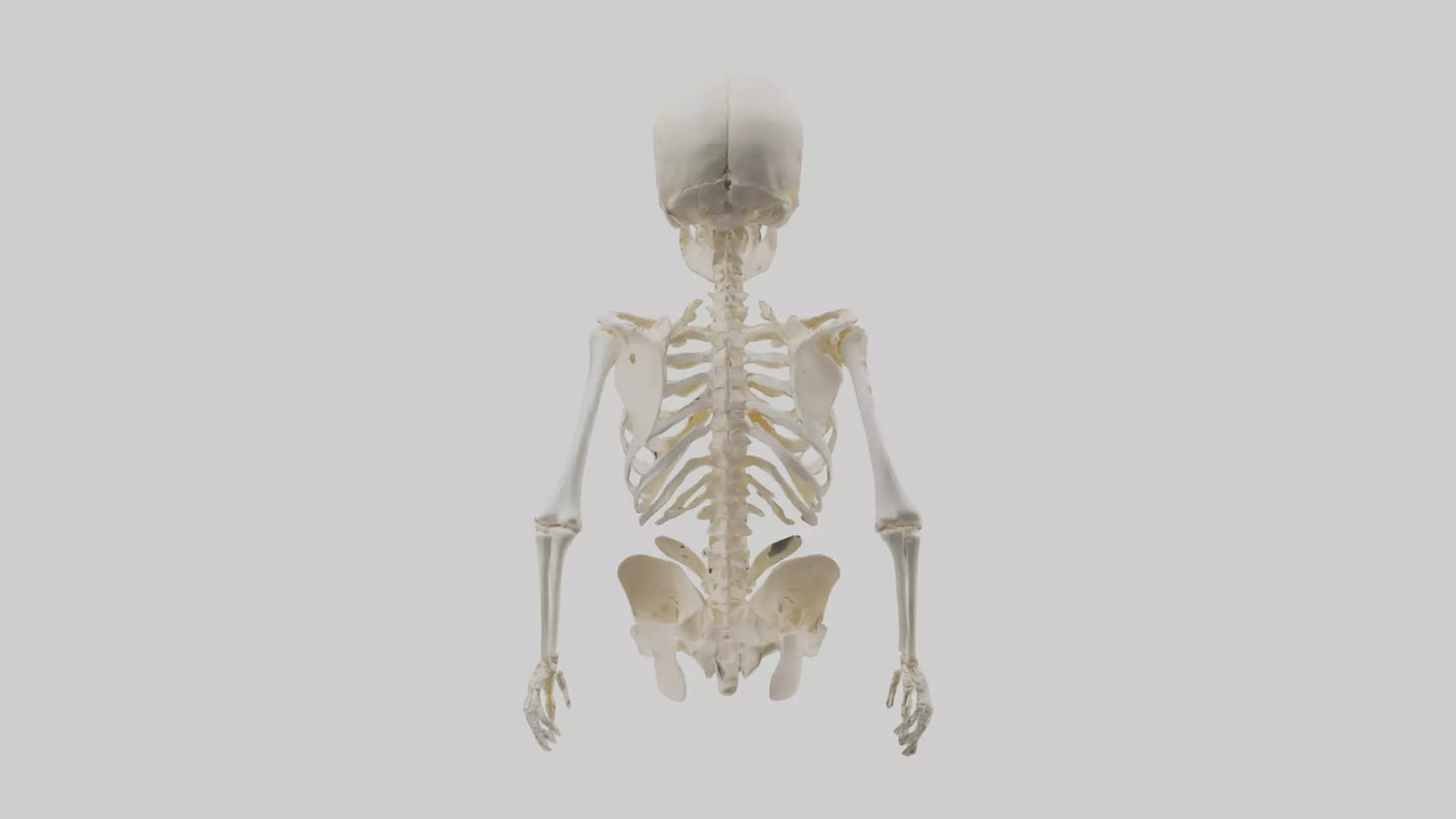 3D model Human Skeleton model VR / AR / low-poly