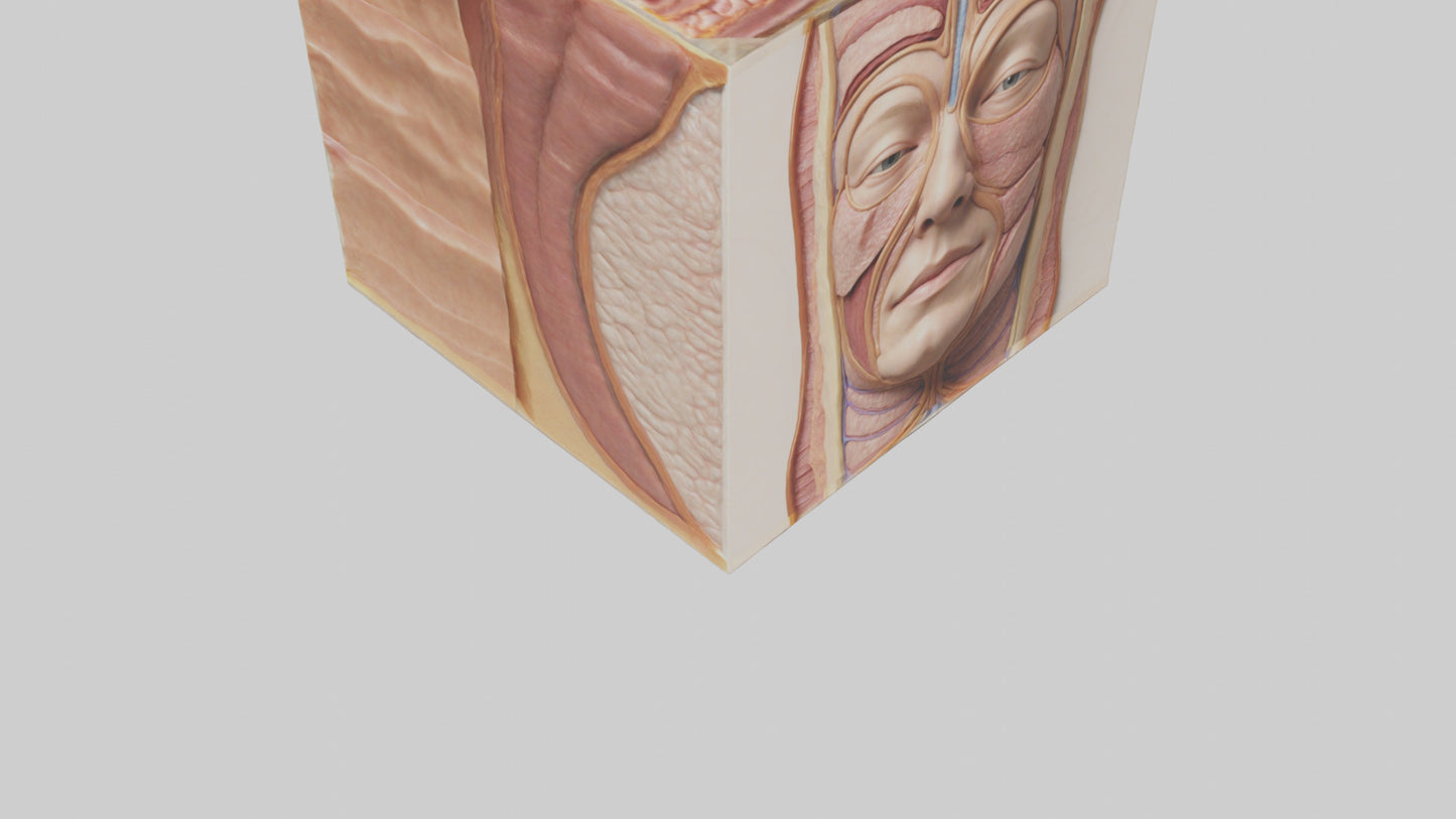 3D model Human Skin Layers Model VR / AR / low-poly