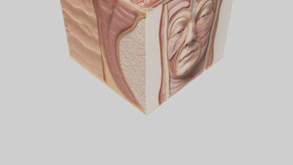 3D model Human Skin Layers Model VR / AR / low-poly